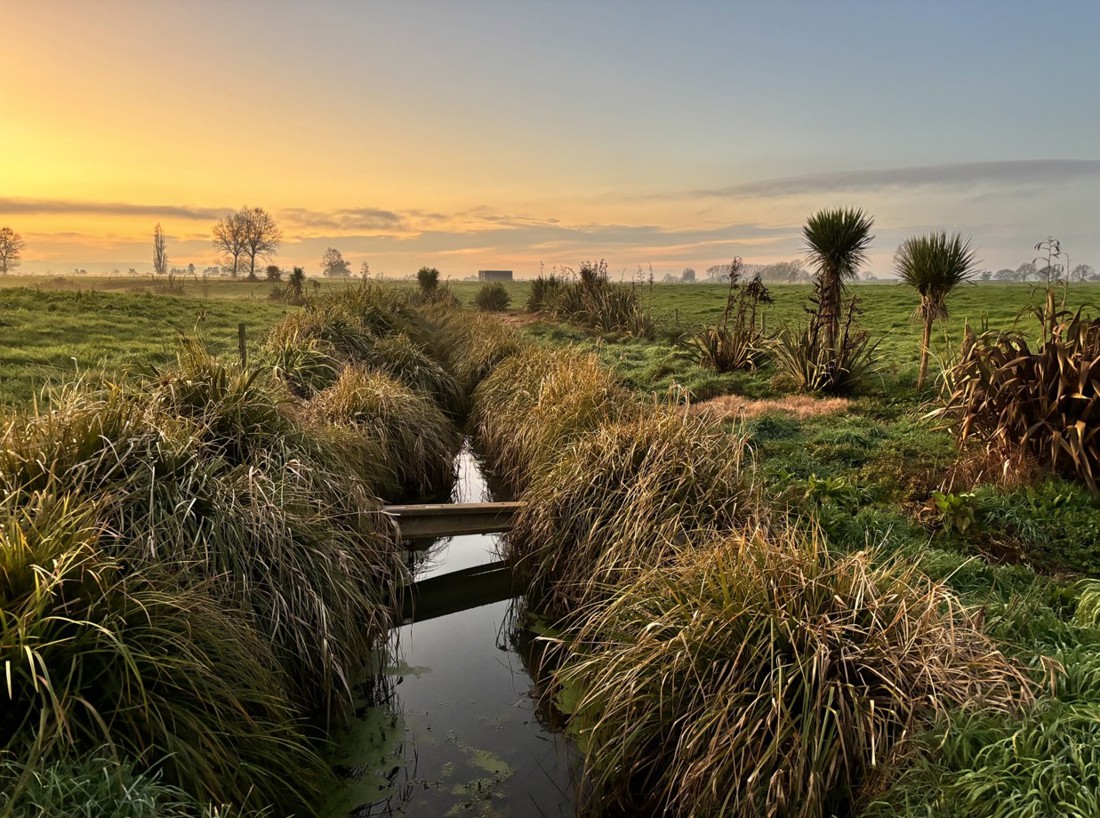 Riparian Planting Gallery Image 3