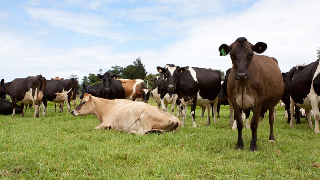 A group of cows in a farm field