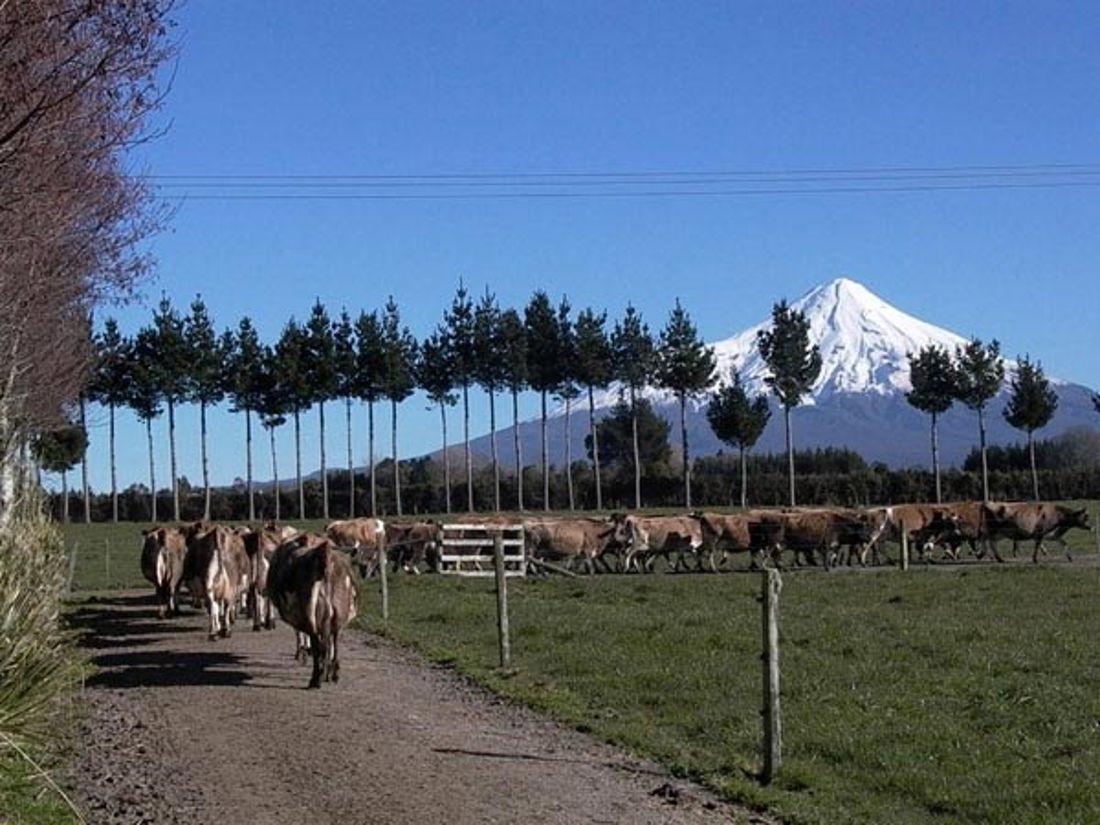 A herd of cattles