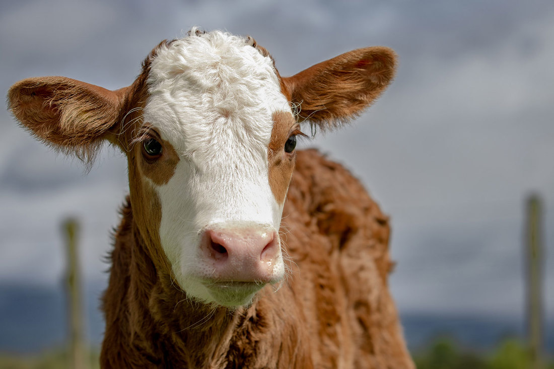 Dairy Beef Calf
