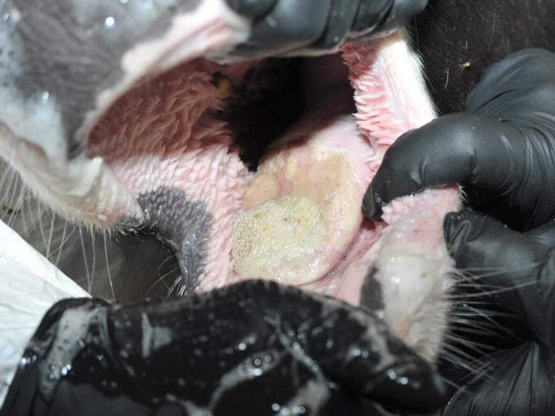 Cow Mouth With Foot And Mouth Disease Sores 3