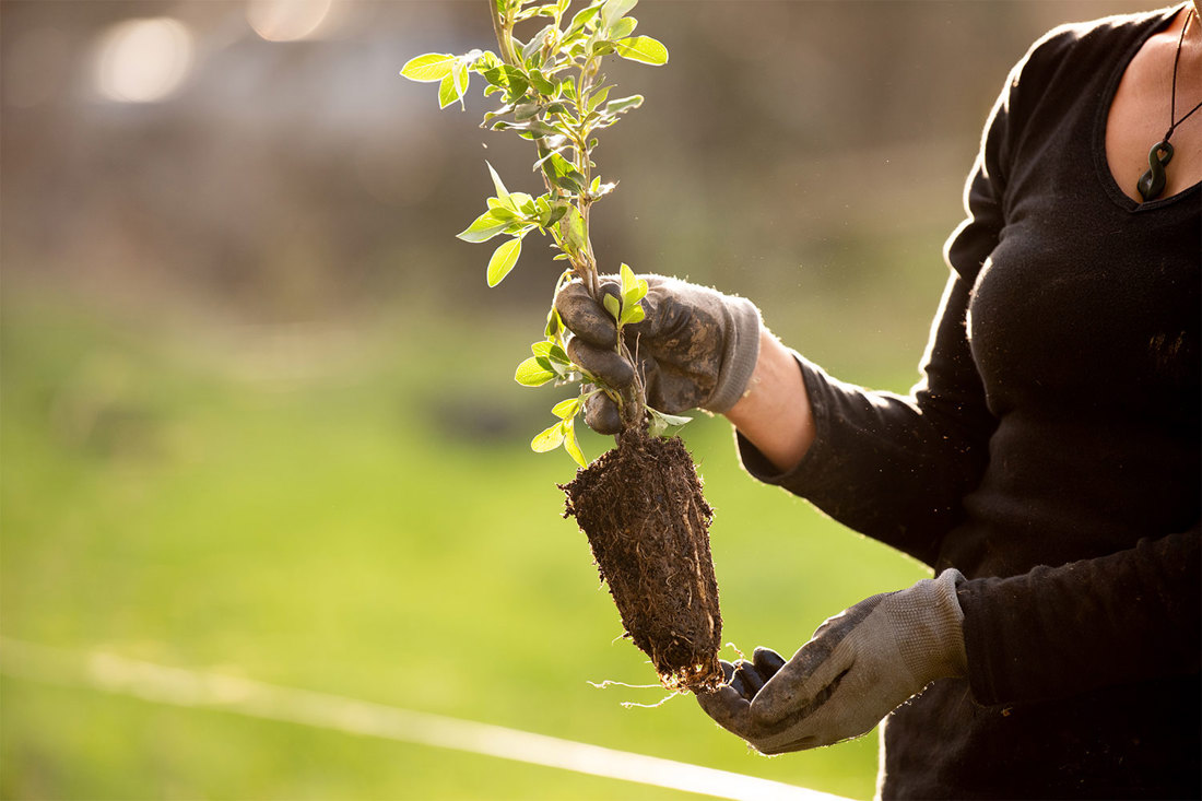 A woman holding a sapling tree ready to be planted