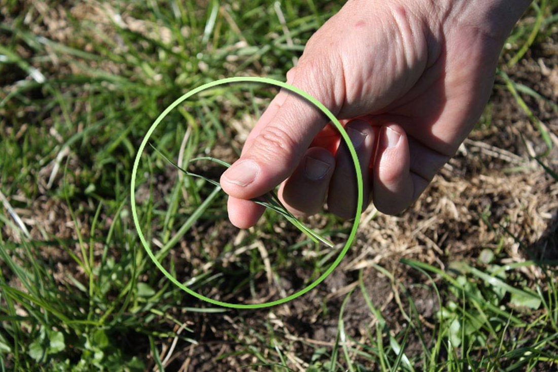 Pluck Test Pass