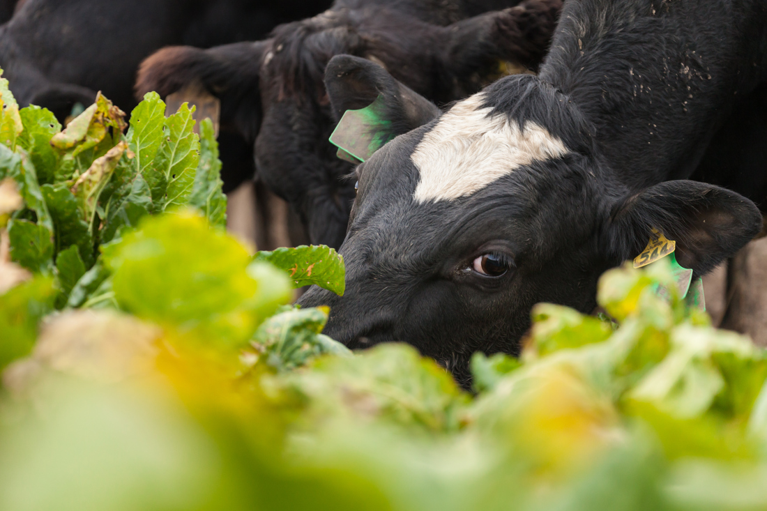 Cow eating greens