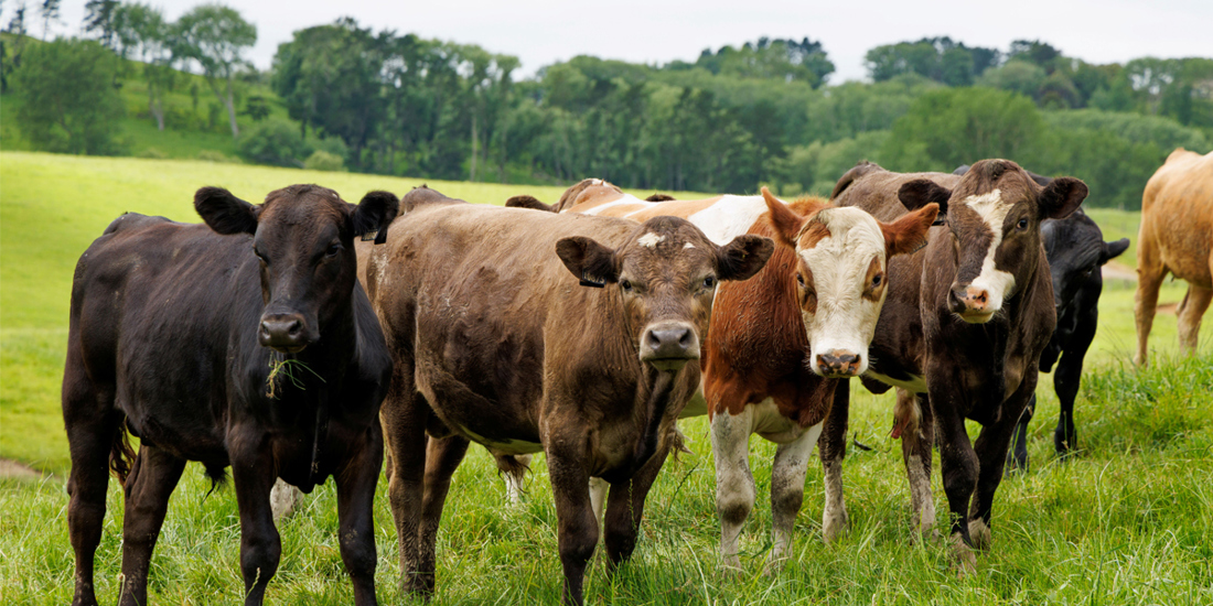 Dairy And Beef Oppotrunties Programme 1200X600