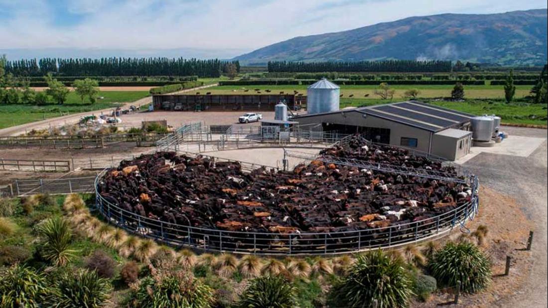 a large round pen with cows in it
