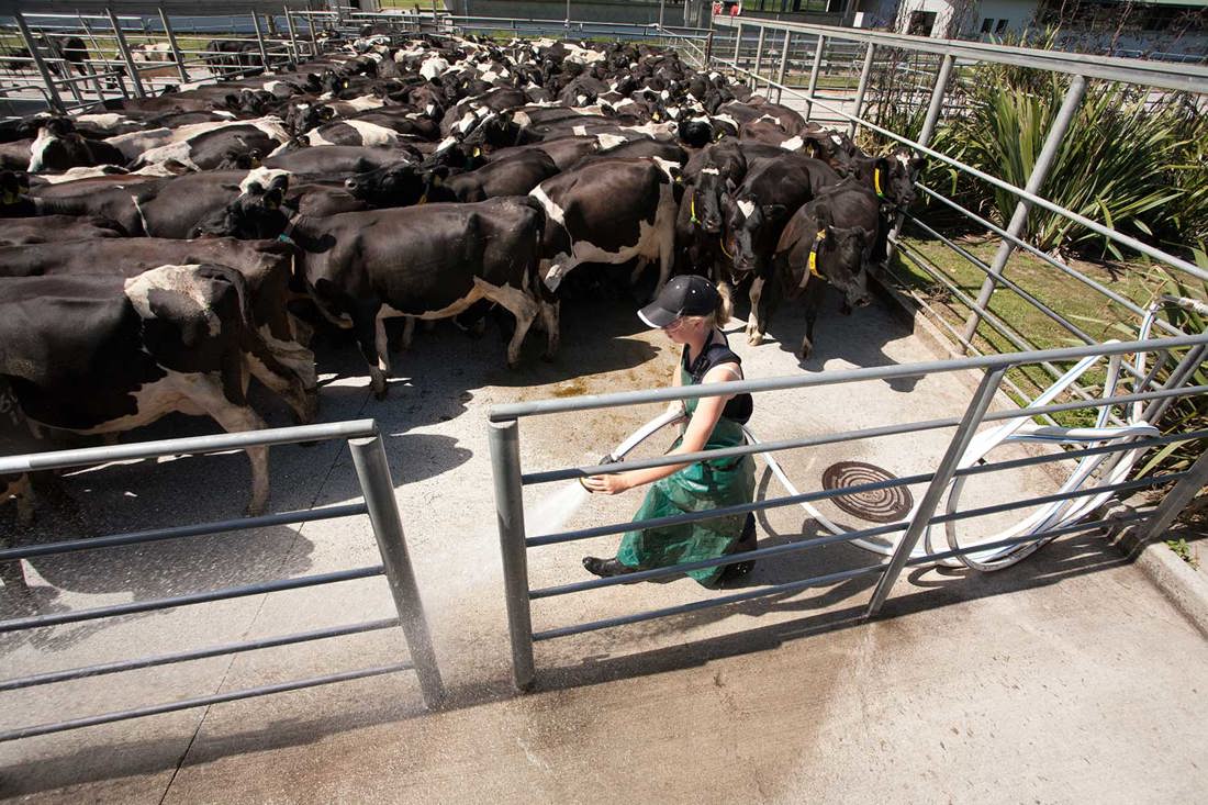 Water Use Milking Shed Yard Washdown 1500X1000