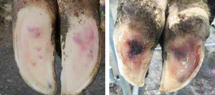 Sole Bruising Examples
