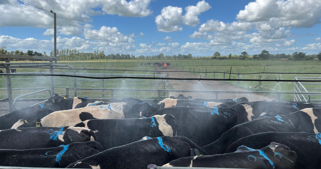 Haet Stress 600X1200