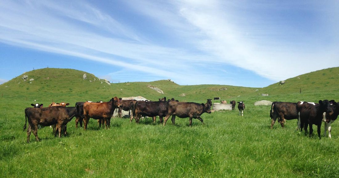 A herd of cows in an open field