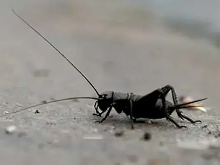Black Field Cricket (1)