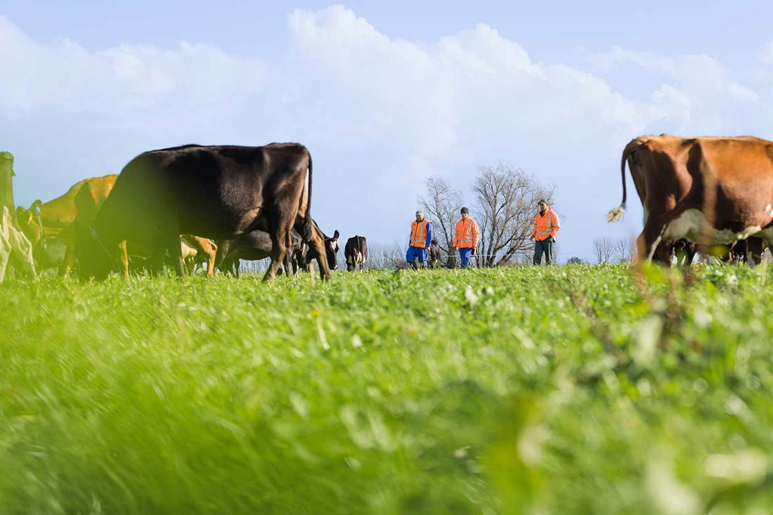 A New Zealand dairy farm paddock with mixed breed cows and three farm workers in high vis.