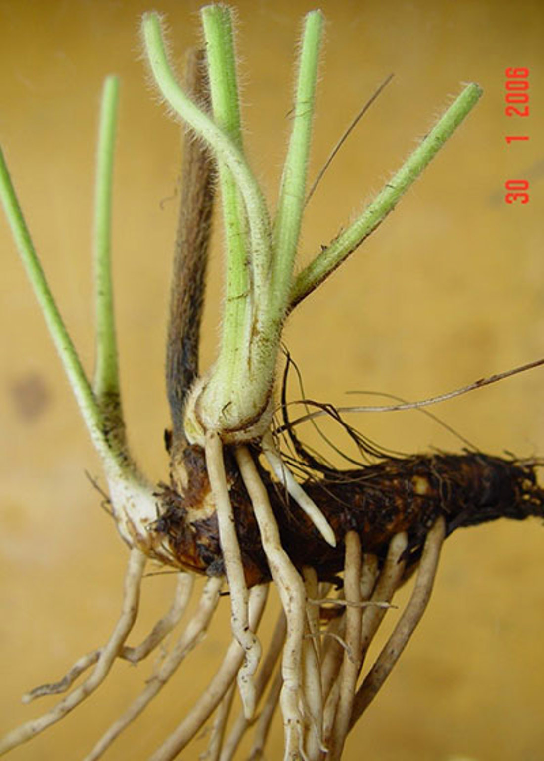 Rhizome Of Giant Buttercup 400X560