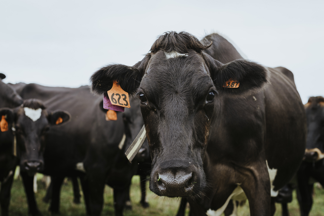 Herd of black cows looking directly at the camera