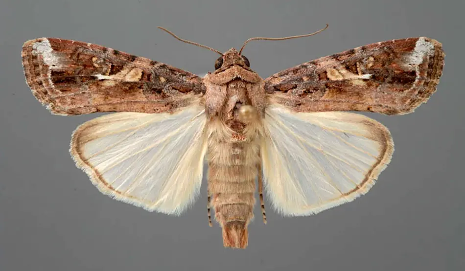 The Fall Armyworm moth with brown-grey forewings and cream-coloured hind wings.