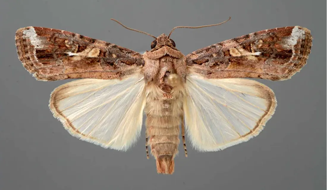 The Fall Armyworm moth with brown-grey forewings and cream-coloured hind wings.