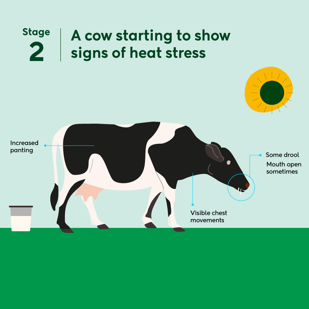 Heat Stress Stage 2 Sq