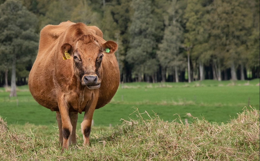 A pregnant Jersey dairy cow in a paddock with trees in the background