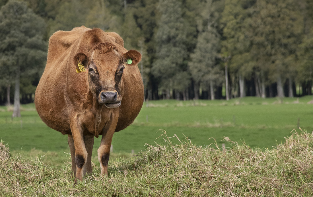 A big brown cow looking at the camera