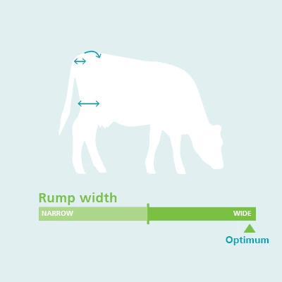 Rump width body and dairy conformation traits