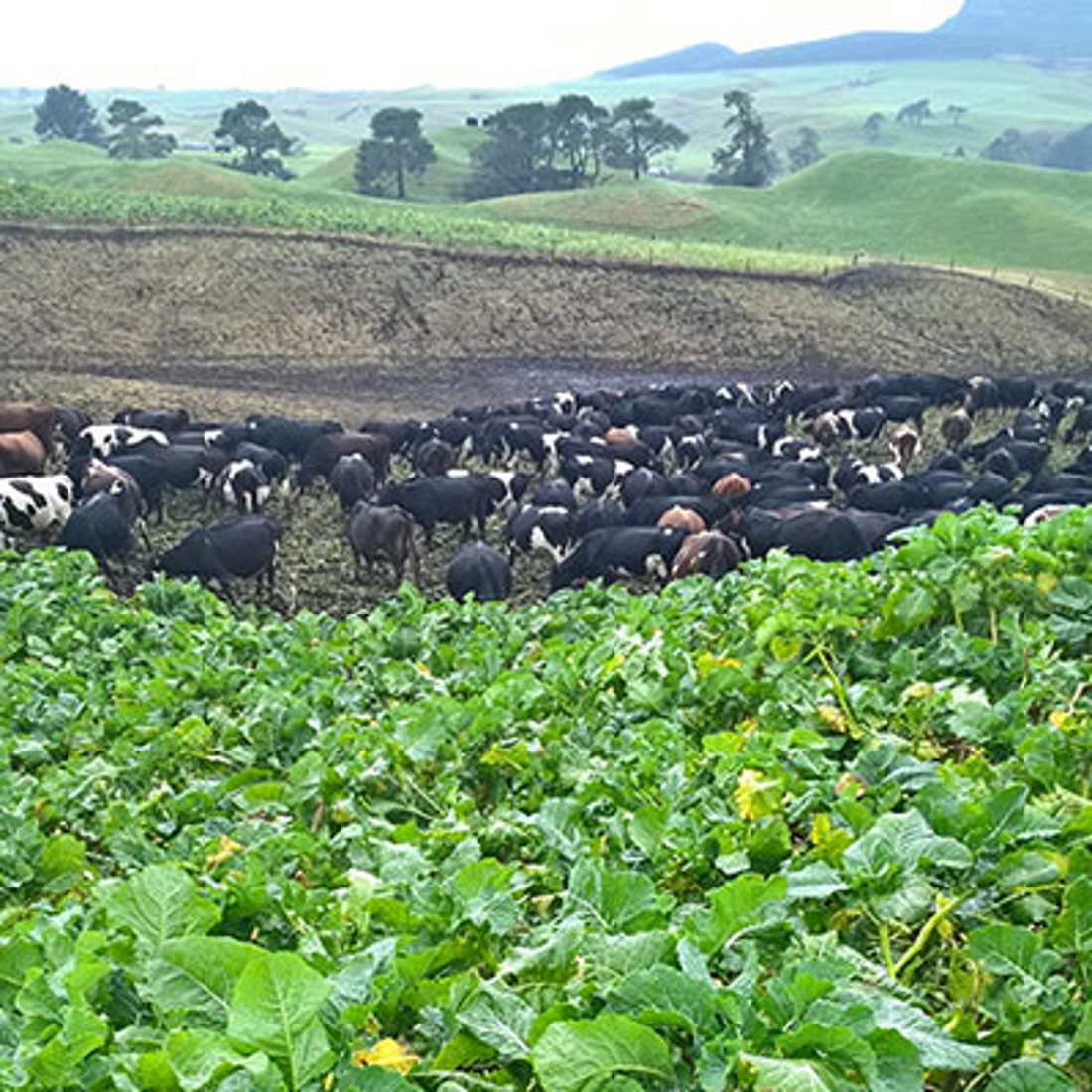 A herd of cows in a field