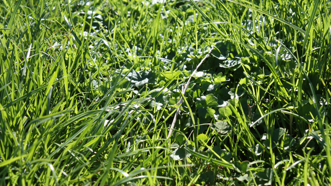 A close-up of a section of a grass paddock with tall fescue and clover.