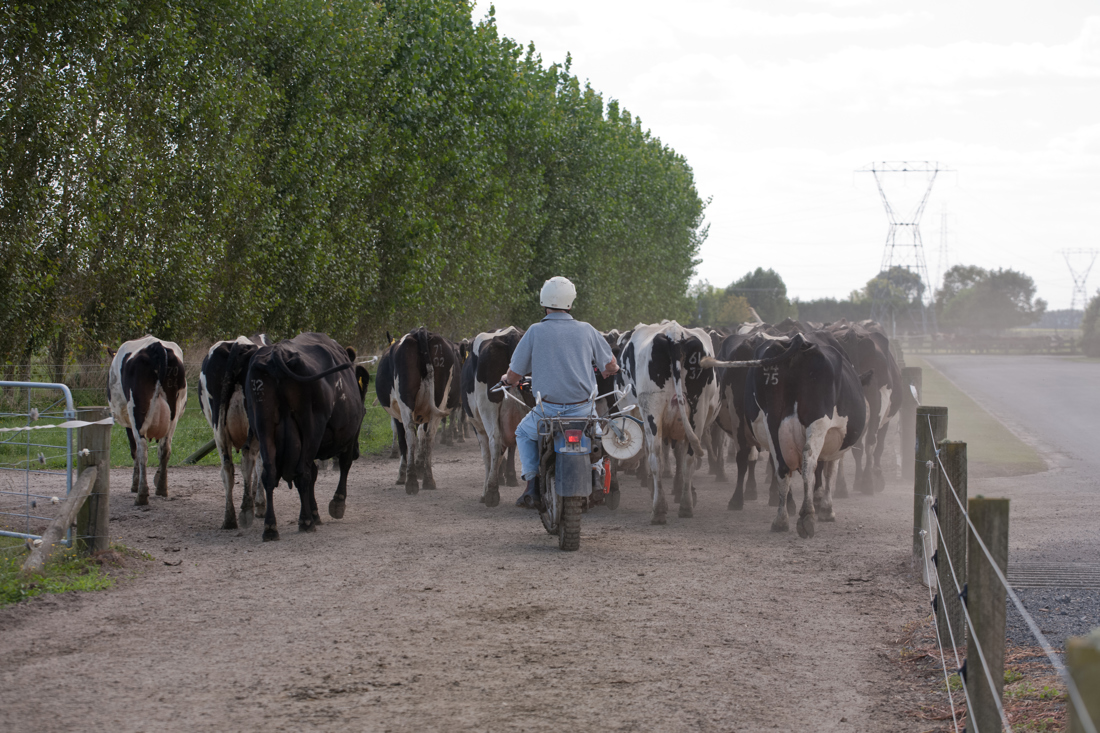 a man riding a motorbike herding cows