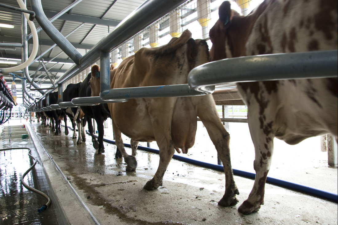 A row of cows being prepped for milking assessment