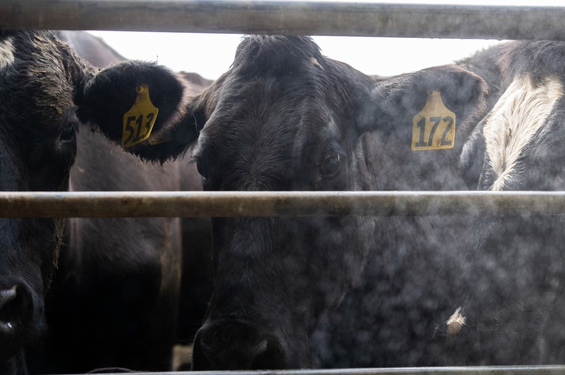 Close up view of New Zealand dairy cows in a collecting yard.