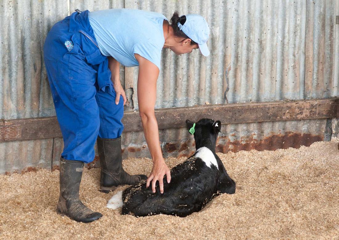 Calf Scours Review Calf 1500Wide