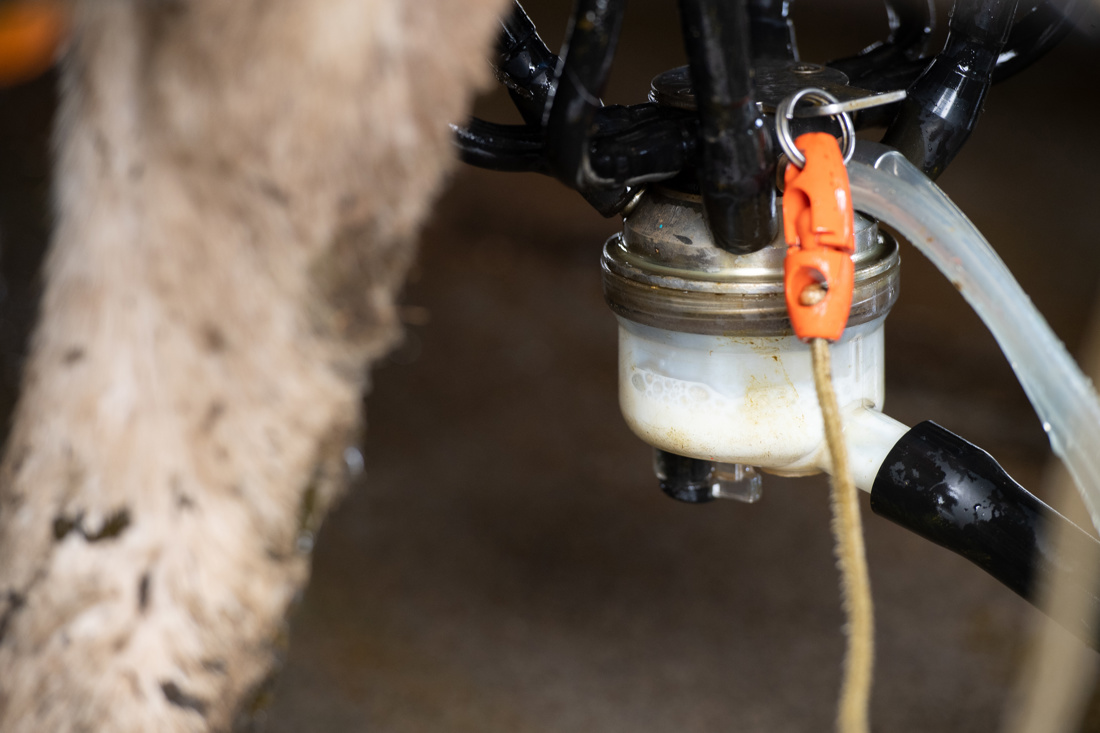 A milking equipment containing collected milk