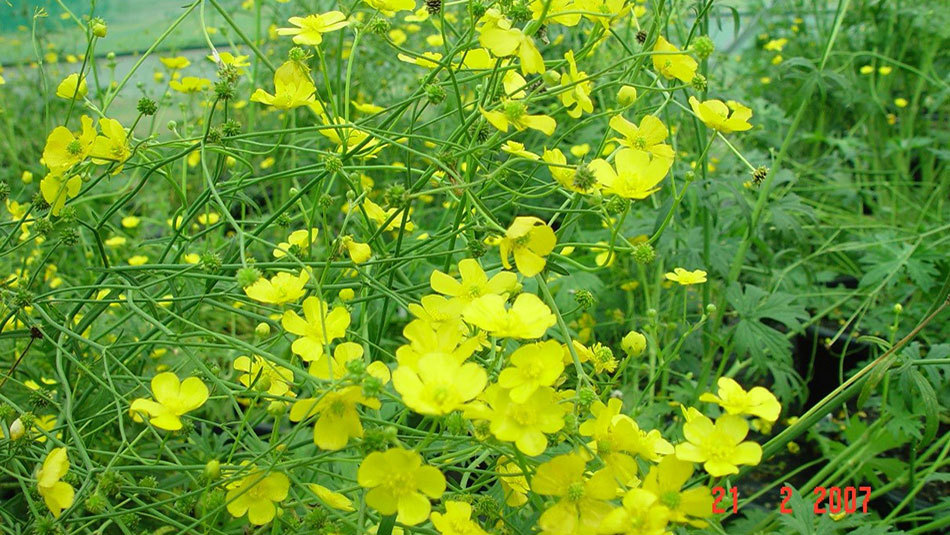 Flowering And Seeding Giant Buttercup Plant 950X535