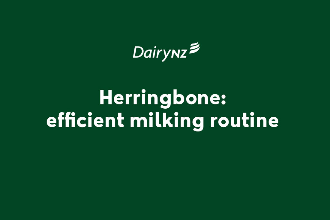 Herringbone Efficient Milking Routine Video Placeholder Image
