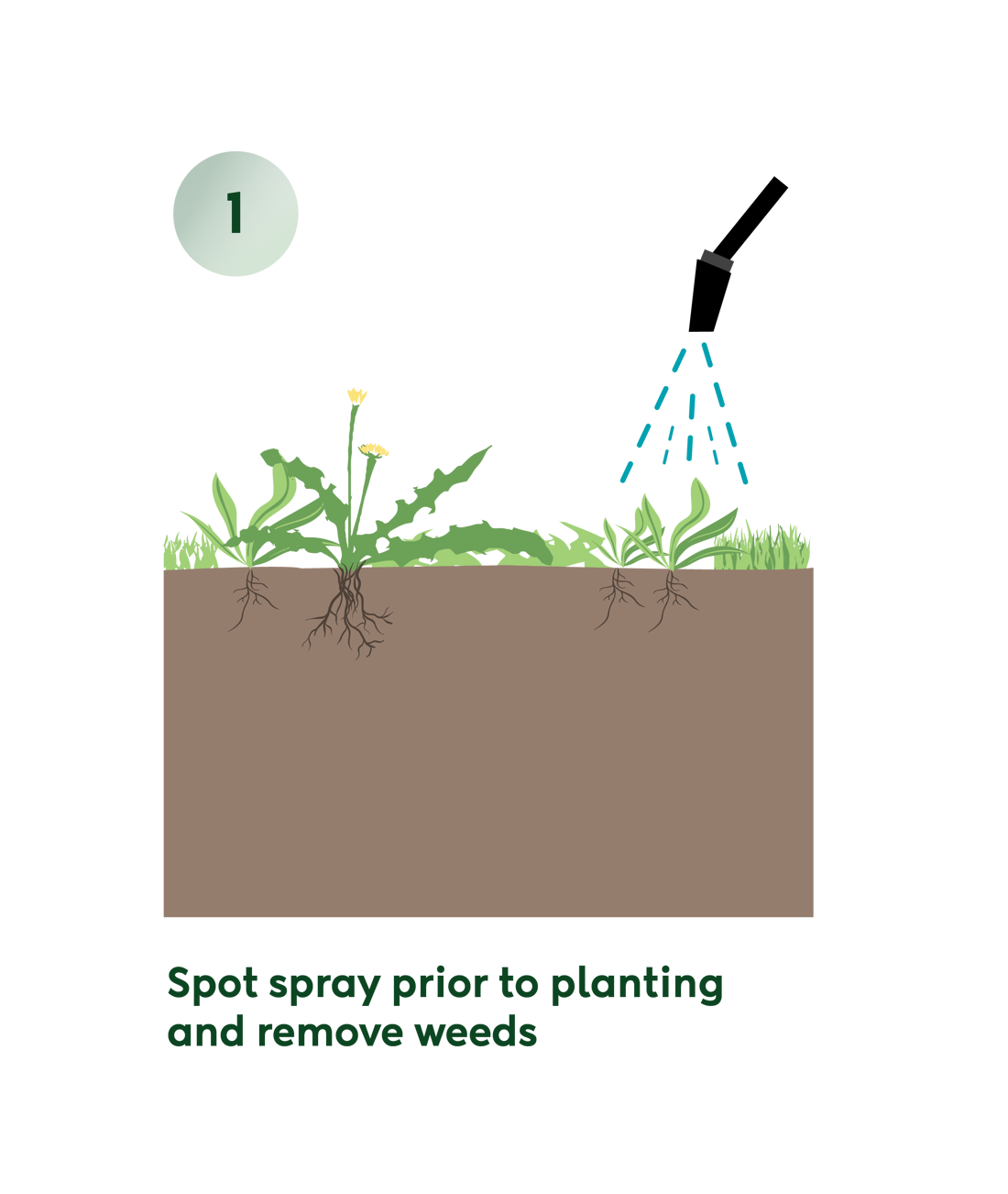 Planting Infographic Seperate
