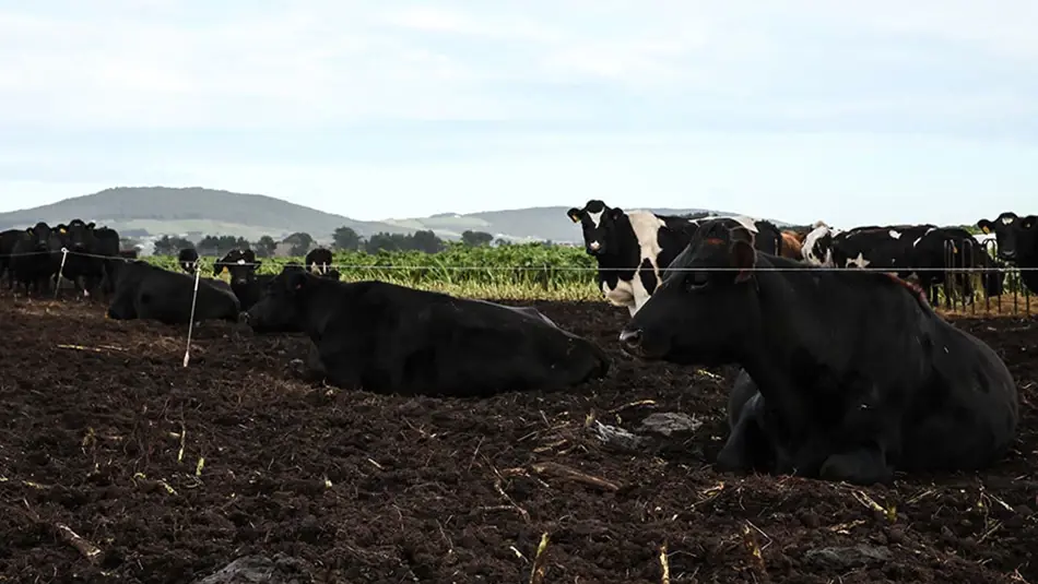 Looking for lying bowls from cows during winter grazing