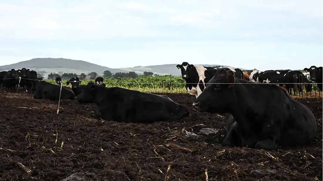 Looking for lying bowls from cows during winter grazing