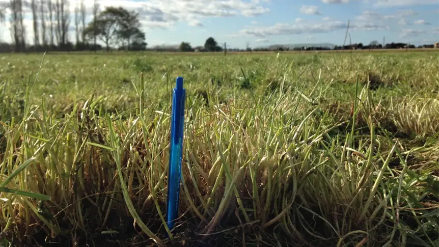 Summer Grass Pod