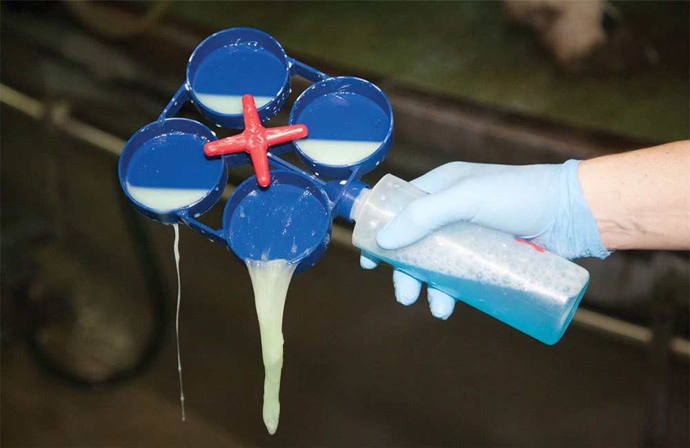 Managing Scc Rapid Test 1000X650