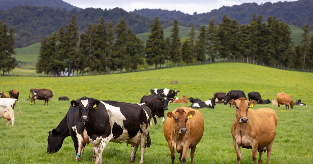 Mycoplasma Bovis 1200X630