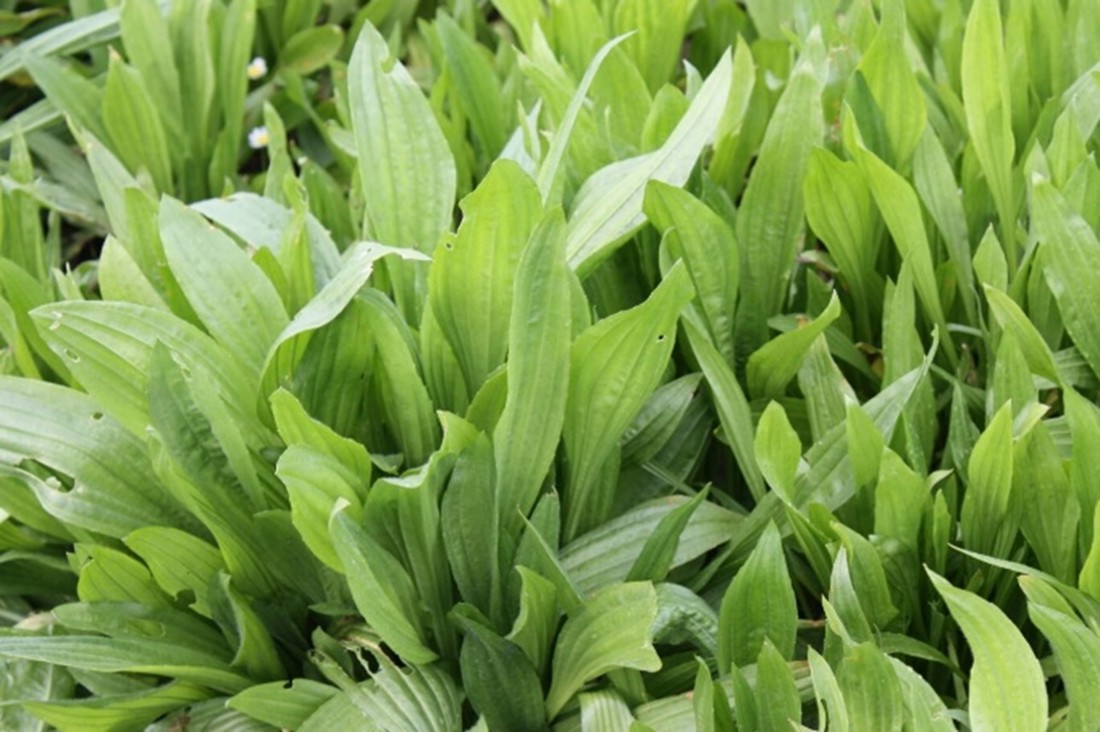Close up on Plantain