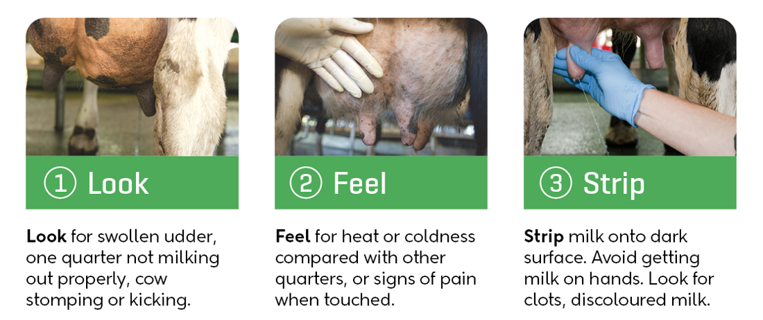Three Step Check For Mastitis Infographic (1)