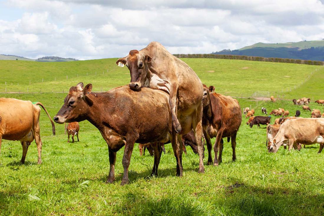 Jersey cows bulling in a grass paddock